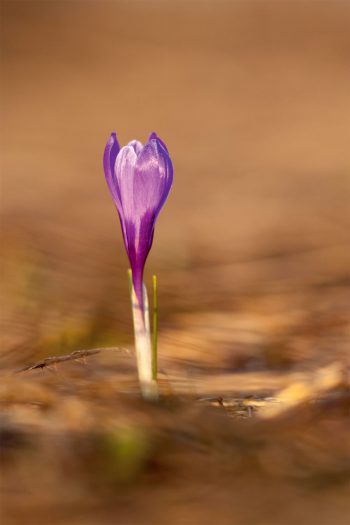 Les crocus marquent la fin
de l’hiver dans les pâturages. Balade dans le Jura Neuchatelois au pays des murets en pierres sèches