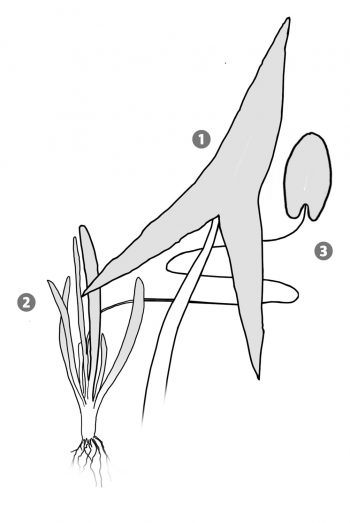 Adaptation : feuilles de sagittaire