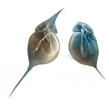 Adaptation des daphnies - evolution