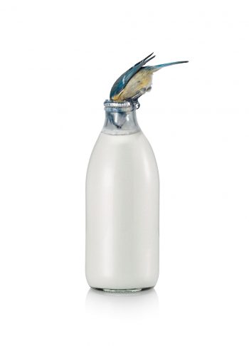 Adaptation : mésange qui boit du lait