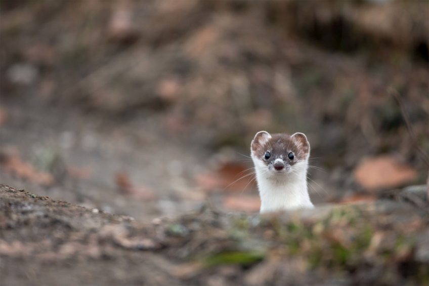 L’hermine adore se cacher dans les vieux murs de pierres. Balade dans le Jura Neuchatelois au pays des murets en pierres sèches