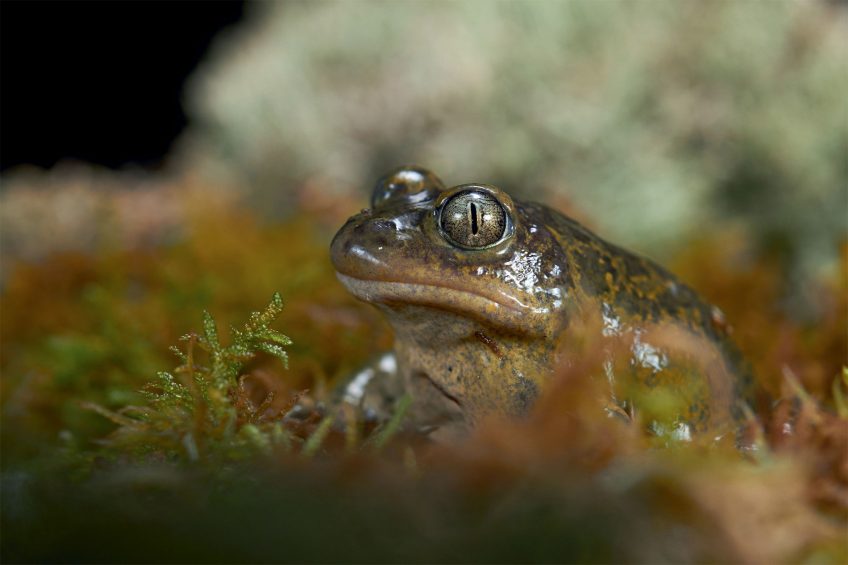 Pélobate cultripède Quentin Martinez, photographe de grenouilles, crapauds et autres anoures