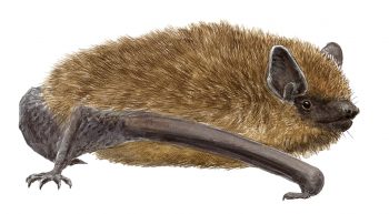 pipistrelle commune pipistrelle commune