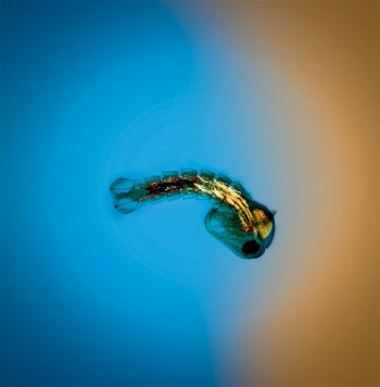 3 adaptations d'animaux face à la pollution : le moustique