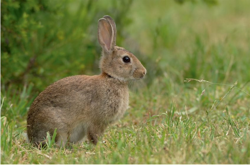 3 adaptations d'animaux face à la pollution : le lapin