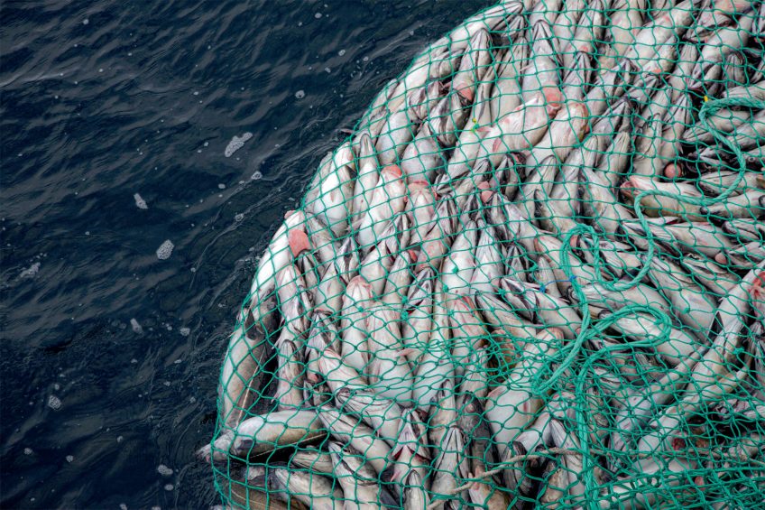 3 animaux qui s'adaptent face au prélèvement humain