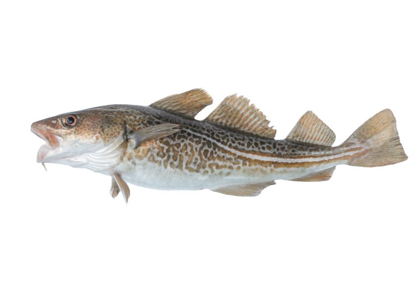 3 animaux qui s'adaptent face au prélèvement humain