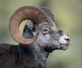 3 animaux qui s'adaptent face au prélèvement humain