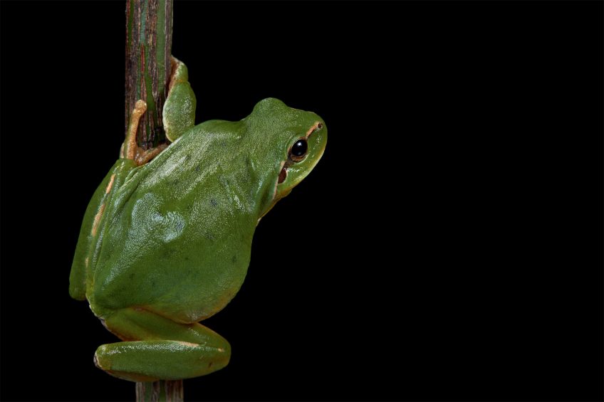 Rainette méridionale Quentin Martinez, photographe de grenouilles, crapauds et autres anoures