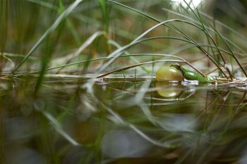 Rainette méridionale chantant
Région de Montpellier, le 15 mars 2020 à 00 h 47. Rainette méridionale chantant
Région de Montpellier, le 15 mars 2020 à 00 h 47.