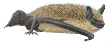 serotine serotine