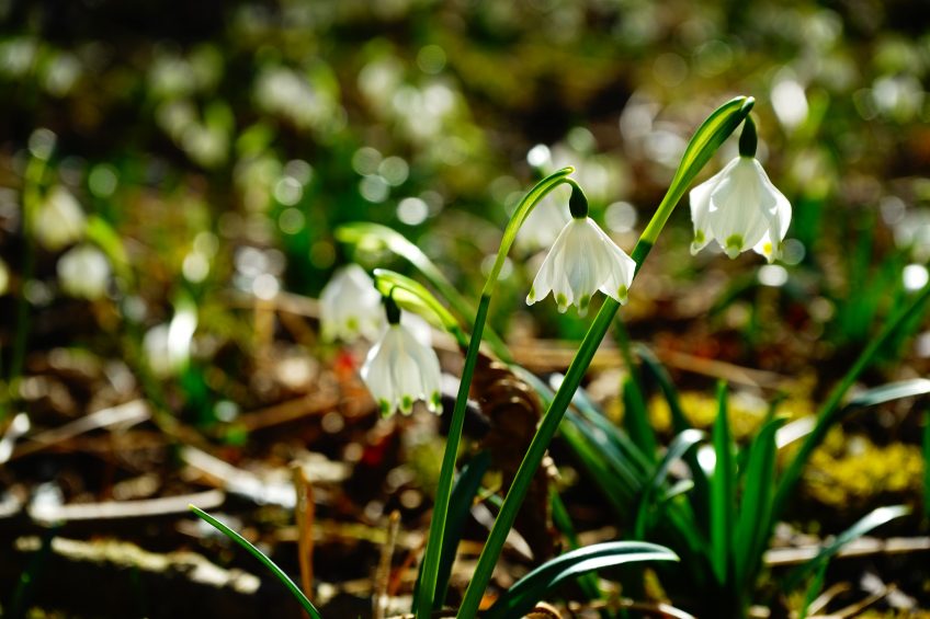 Nivéole ou perce-neige