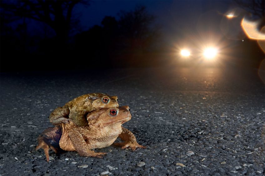 Traversée périlleuse pour ce couple de crapauds communs Quentin Martinez, photographe de grenouilles, crapauds et autres anoures