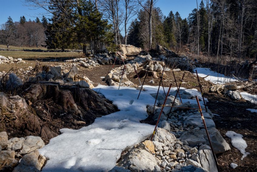 Un mur en restauration
au rythme d’un mètre par jour. Balade dans le Jura Neuchatelois au pays des murets en pierres sèches