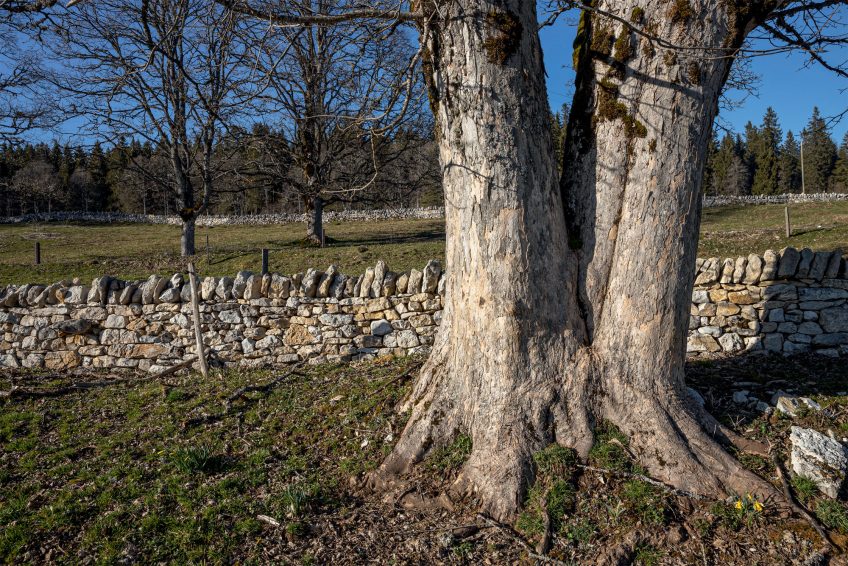 Vieux murs et érables
sycomores pluricentenaires, à deux pas du col de la Vue des Alpes. Balade dans le Jura Neuchatelois au pays des murets en pierres sèches