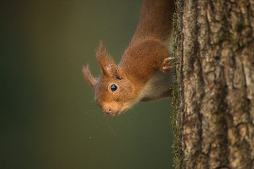 L'écureuil est un animal curieux. Alors que je viens de commencer mon installation dans l'arbre, il vient y jeter un œil...
