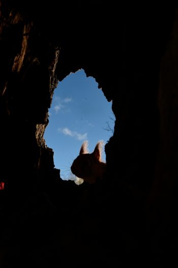Le lutin guigne dans la cavité mais le flash n'a pas marché... / © Erwan Balança