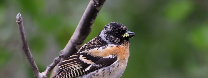 Pinson du nord ou des arbres