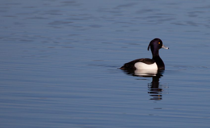 Même en milieu urbain on peut observer des canards et autres oiseaux d'eau. Rendez-vous sur les bords du lac de Neuchâtel.