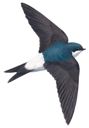 Hirondelle de fenêtre