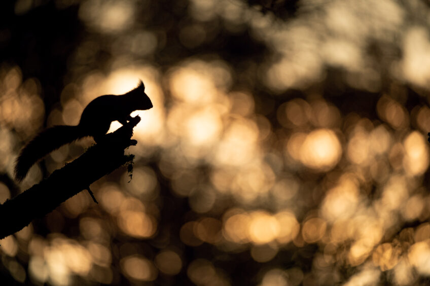 La face cachée de l’écureuil - Livre photos Histoires d'images