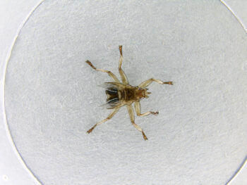 Anaptère Mouche parasite des martinets