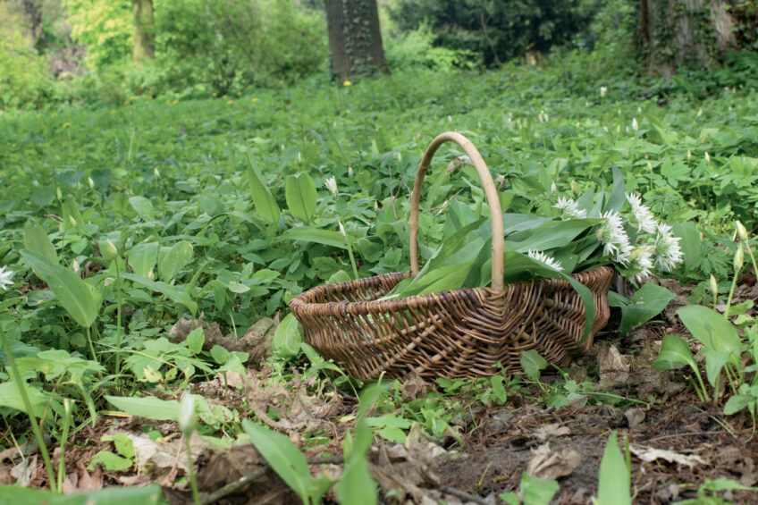 cueillette plante sauvage