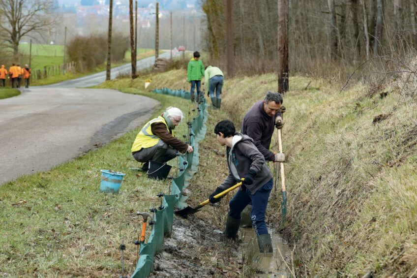 Fréquence Grenouille: l'opération qui sauve des amphibiens depuis 25 ans
