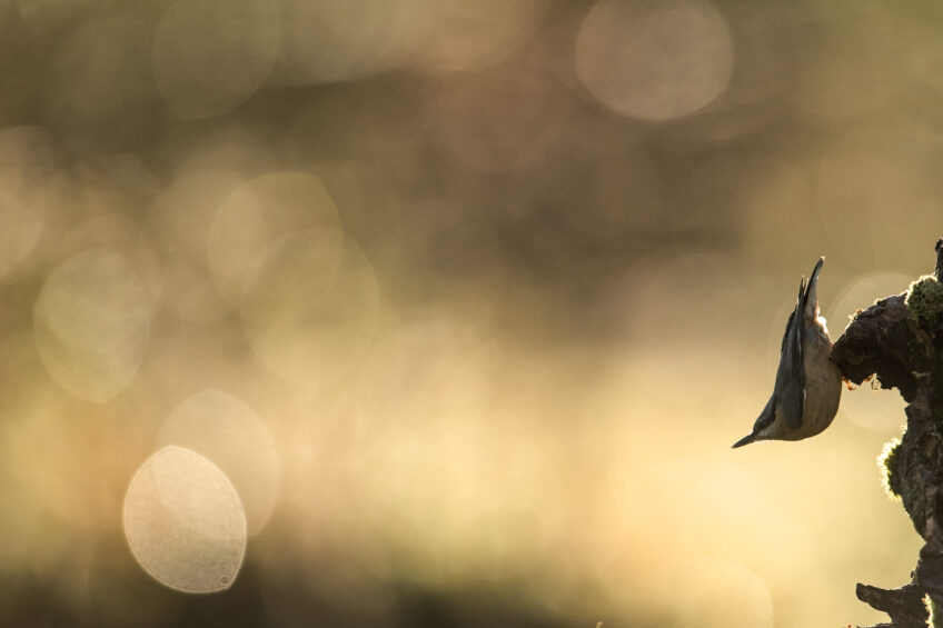 La sittelle torchepot, voisine arboricole de l’écureuil
