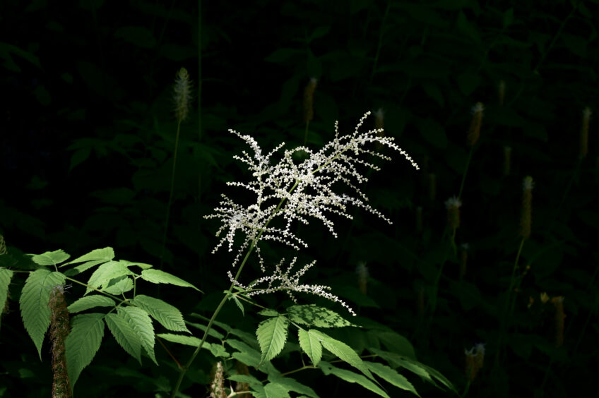 La reine des bois porte des bouquets de fleurs blanches comme des feux d’artifice. La reine des bois porte des bouquets de fleurs blanches comme des feux d’artifice.