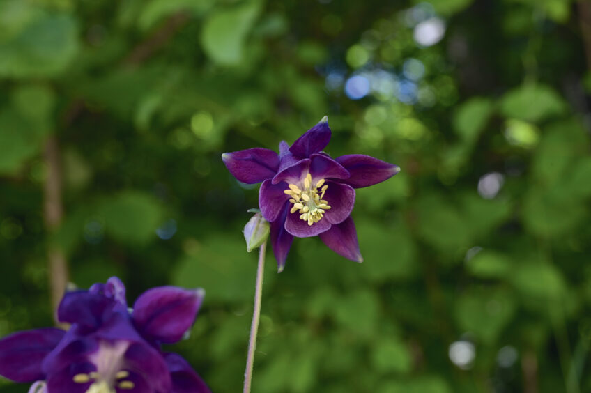 Les étonnantes fleurs de l’ancolie
se déclinent du pourpre sombre au lilas clair. Les étonnantes fleurs de l’ancolie se déclinent du pourpre sombre au lilas clair.