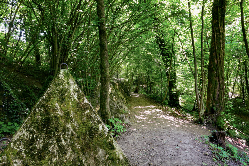 Noisetiers, chênes, charmes, ormes, aulnes, aubépines… Une multitude d’arbres et arbustes bordent le sentier. Quand les toblerones de béton sont recouverts par la végétation