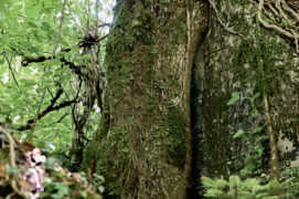 Le végétal prend le dessus sur le béton. / ©  Thomas Martignier
