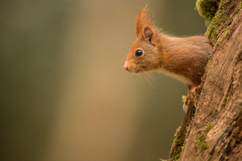 La face cachée de l’écureuil - Livre photos Histoires d'images