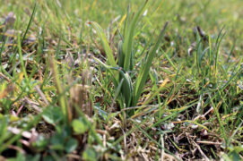 La fritillaire ne fleurit pas chaque année, elle peut alors être très difficile à repérer sur le terrain. Attention à ne pas en écraser par mégarde ! / © parc du doubs