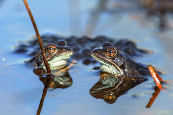 Two common frogs (Rana temporaria) on display during mating season in early spring with frogspawn in the background Two common frogs (Rana temporaria) on display during mating season in early spring with frogspawn in the background