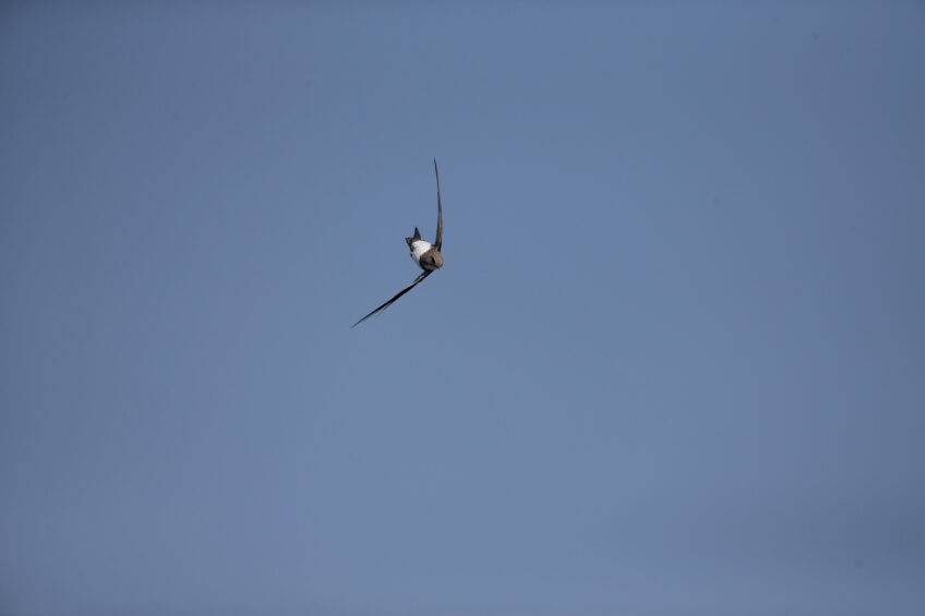 Martinet à ventre blanc, un oiseau passé de la montagne à la ville