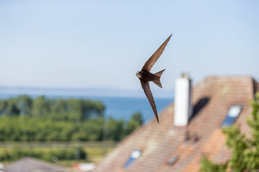 Martinet Salamandre 263