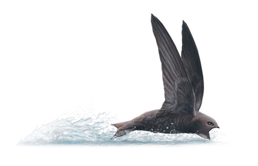 Martinet qui boit de l'eau en vol