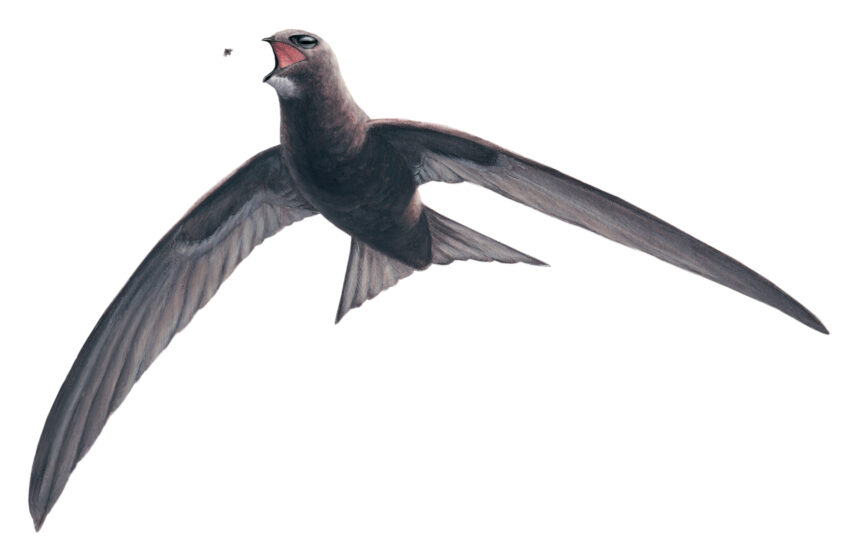 Martinet noir en chasse