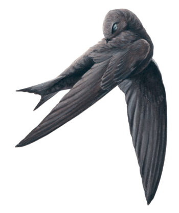 Martinet qui se toilette