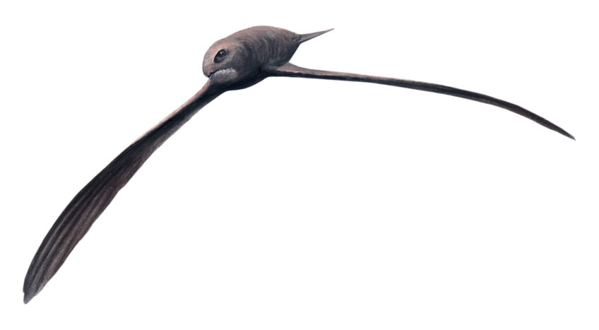 Martinet Vol Inverse