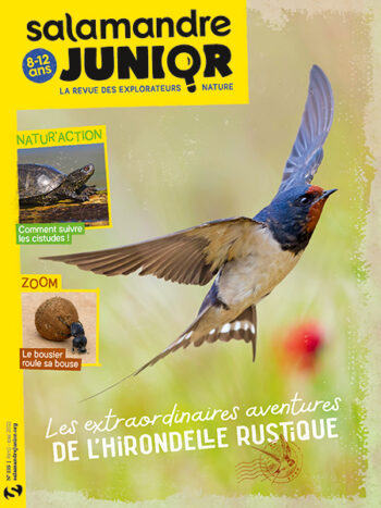 Couverture de La Salamandre Junior n°135