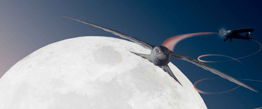 Comment les martinets dorment-ils ? Réponses d'un neurologue