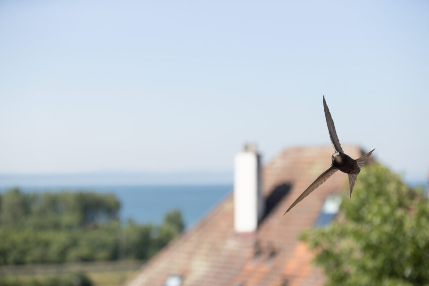 Un couple de martinets suivi par une caméra pendant toute une saison