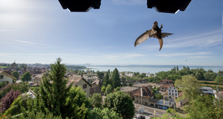 Un couple de martinets suivi par une caméra pendant toute une saison