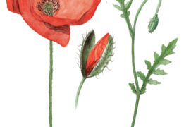 coquelicot / © Maeva Arnold