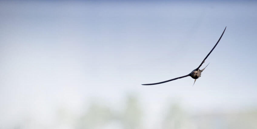 Martinets noirs: 7 conseils pour les accueillir chez soi