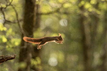 Ecureuil roux
Bouaye, Loire-Atlantique, le 20 avril 2016 à 10 h 14.