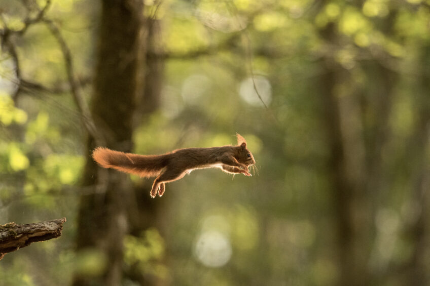 La face cachée de l’écureuil - Livre photos Histoires d'images